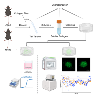 High-Throughput Drug Studies
